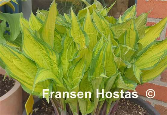 Hosta Flemish Beauty 